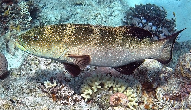 (Plectropomus Oken, 1817) Род Плектропомусы, Сендеронги, Груперы